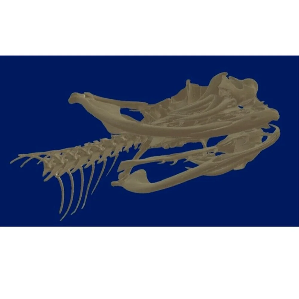 Western Diamondback Rattlesnake Snake Skull Puzzle 34pc FANGS SPECIMEN SK22